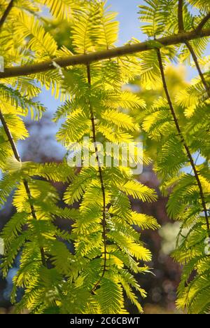 Urwelt-Mammutbaum, Metasequoia glyptostroboides Gold Rush, Dawn Redwood Tree, Metasequoia glyptostroboides Gold Rush Stockfoto