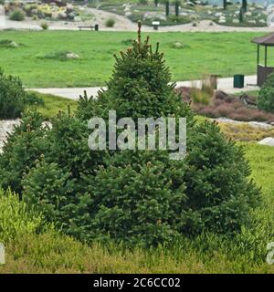 Zwerg-Fichte, Picea abies Ohlendorfii, Zwergfichte, Picea abies Ohlendorfii Stockfoto