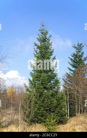 Georgenfelder Hochmoor, Rot-Fichte, Picea abies, George Fields Moor, Red Pine, Pinus sylvestris Stockfoto