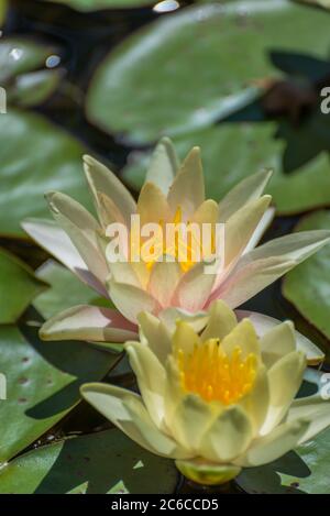 Gelbe Seerosen (Nymphaea-Arten) blühen auf großen runden Blättern Stockfoto