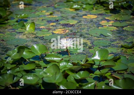 Weiße Seerosen (Nymphaea-Arten) blühen auf großen runden Blättern Stockfoto