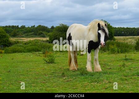 Ursprünglich gezüchtet, um einen Zigeunerwagen zu ziehen, werden diese Pferde nun gesehen, wie sie Karren im Dressurring über Zäune und als westliche Genusstiere ziehen. Stockfoto