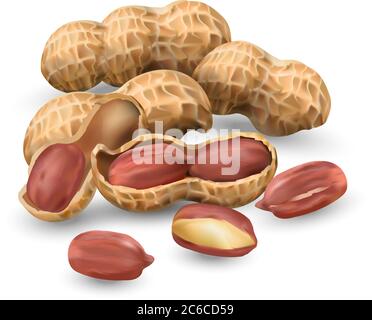 Erdnüsse in Vektor 3D-Darstellung realistisch. Für die Verpackung mit Erdnussbutter, Nussmischung. Pflanzliches Protein für Vegetarier, ein nützliches Produkt. Stock Vektor