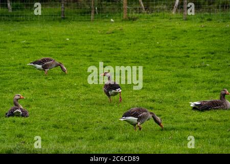 Ein Gefeilsche Gänse in einem Feld Stockfoto