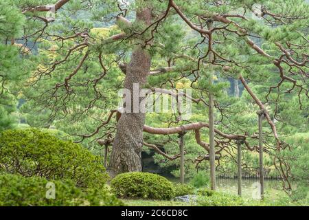 Japanische Rot-Kiefer, Pinus densiflora, Japanische Rotkiefer, Pinus densiflora Stockfoto