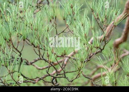 Japanische Rot-Kiefer, Pinus densiflora, Japanische Rotkiefer, Pinus densiflora Stockfoto