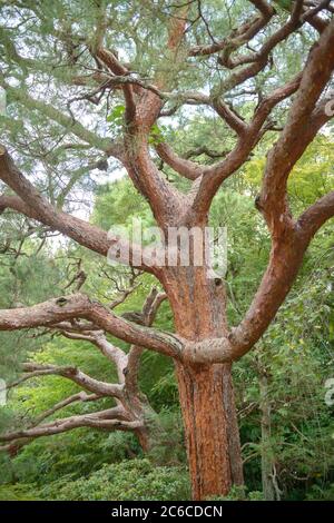 Japanische Rot-Kiefer, Pinus densiflora, Japanische Rotkiefer, Pinus densiflora Stockfoto