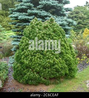 Zwerg-Schlangenhaut-Kiefer, Pinus heldreichii Smidtii, Zwergschlangen-Fichte, Pinus heldreichii Smidtii Stockfoto