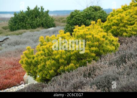 Wintergelbe Krummholzkiefer, Pinus mugo Carstens Wintergold, Gelbe Winter Bergkiefer, Pinus mugo Carstens Wintergold Stockfoto