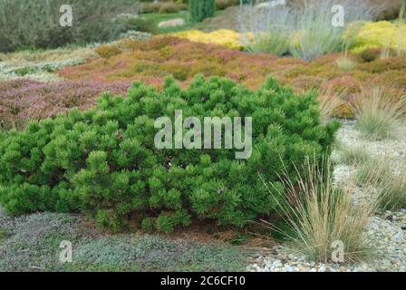 Heidegarten, Zwergkiefer , Pinus mango Hesse, Heidegarten, Zwergkiefer, Pinus mango Hesse Stockfoto