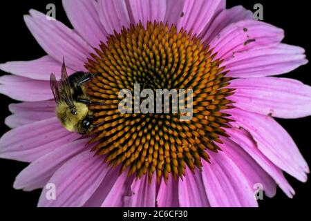 Hummel auf Echinacea im Garten. Sie ist eine von über 250 Arten der Gattung Bombus, einer der Bienenfamilien. Bienen sterben weiterhin mit Rekordraten, Put Stockfoto