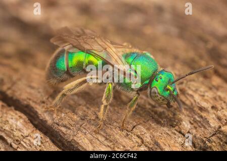 Schweißbiene (Augochloropsis sp.) Uber den Augochloropsis-metallica-Spezies-Komplex. Stockfoto