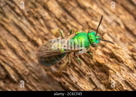 Schweißbiene (Augochloropsis sp.) Uber den Augochloropsis-metallica-Spezies-Komplex. Stockfoto