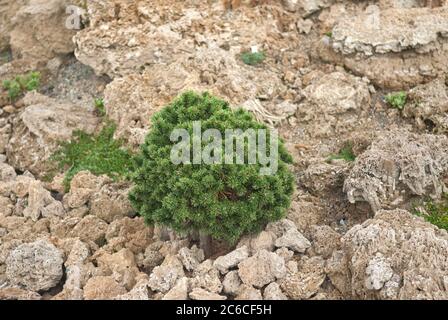 Zwerg-Kiefer, Pinus Mango Mini Mops, Zwergkiefer, Pinus Mango Mini Mops Stockfoto