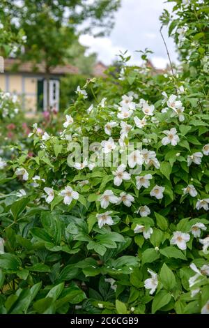 Falscher Jasmin, Philadelphus Belle Etoile, Mock Orange, Philadelphus Belle Etoile Stockfoto