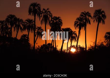 Schöner Sonnenuntergang mit den Silhouetten einer Gruppe von Palmen im Hintergrund Stockfoto