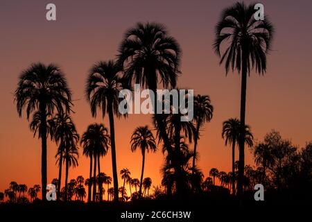 Schöner Sonnenuntergang mit den Silhouetten einer Gruppe von Palmen im Hintergrund Stockfoto