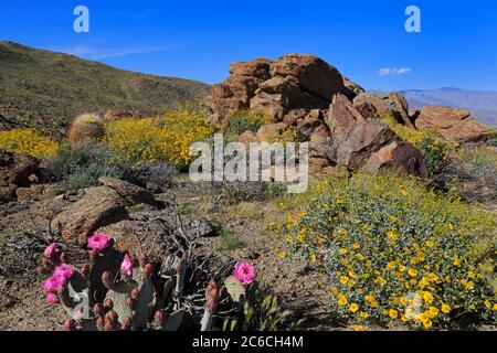 Beavertail Cactus, Anza-Borrego Desert State Park, Borrego Springs, San Diego County, Kalifornien, USA Stockfoto