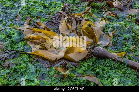 Seetang und Seetang bei Ebbe entlang der Olympischen Halbinsel Küste, Pazifik, USA. Stockfoto