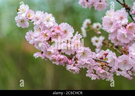 Winterkirsche, Prunus × subhirtella autumnalis, Winterkirsche, Prunus × subhirtella autumnalis Stockfoto