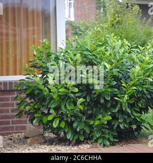 Lorbeerkirsche, Prunus laurocerasus Diana, Laurel, Prunus laurocerasus Diana Stockfoto