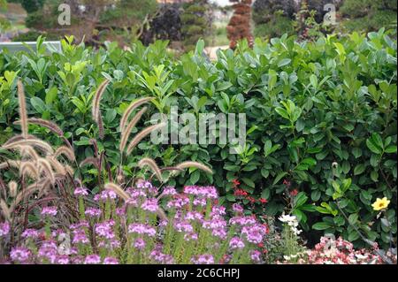 Lorbeer-Kirsche, Prunus laurocerasus Rotundifolia, Cherry Laurel, Prunus laurocerasus Rotundifolia Stockfoto