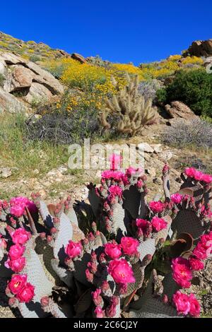 Beavertail Cactus, Anza-Borrego Desert State Park, Borrego Springs, San Diego County, Kalifornien, USA Stockfoto