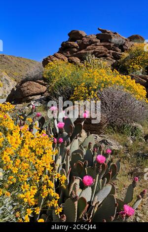 Beavertail Cactus, Anza-Borrego Desert State Park, Borrego Springs, San Diego County, Kalifornien, USA Stockfoto