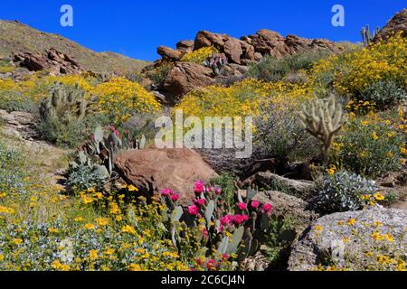 Beavertail Cactus, Anza-Borrego Desert State Park, Borrego Springs, San Diego County, Kalifornien, USA Stockfoto