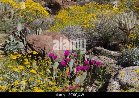 Beavertail Cactus, Anza-Borrego Desert State Park, Borrego Springs, San Diego County, Kalifornien, USA Stockfoto