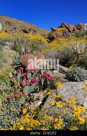 Beavertail Cactus, Anza-Borrego Desert State Park, Borrego Springs, San Diego County, Kalifornien, USA Stockfoto