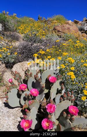 Beavertail Cactus, Anza-Borrego Desert State Park, Borrego Springs, San Diego County, Kalifornien, USA Stockfoto