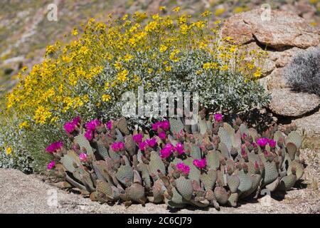 Brittlebush, Anza-Borrego Desert State Park, Borrego Springs, San Diego County, Kalifornien, USA Stockfoto