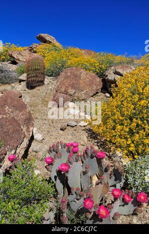 Beavertail Cactus & Brittlebush, Anza-Borrego Desert State Park, Borrego Springs, San Diego County, Kalifornien, USA Stockfoto