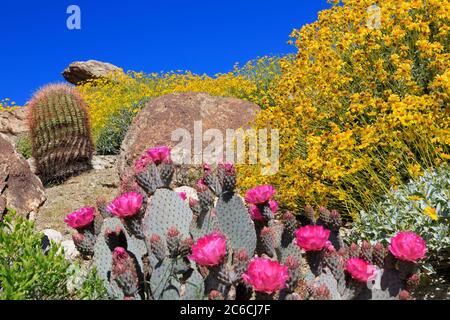 Beavertail Cactus & Brittlebush, Anza-Borrego Desert State Park, Borrego Springs, San Diego County, Kalifornien, USA Stockfoto