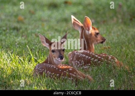 Zwei Doppelkännchen, die an einem Sommermorgen auf einer offenen Wiese gebettet wurden Stockfoto