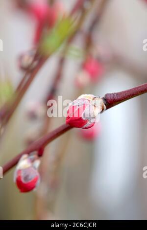 Zier-Pfirsich, Prunus persica Melred Weeping, Ornamental Peach, Prunus persica Melred Weeping Stockfoto