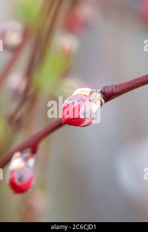 Zier-Pfirsich, Prunus persica Melred Weeping, Ornamental Peach, Prunus persica Melred Weeping Stockfoto