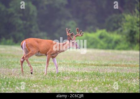 Ein großer Weißschwanzhirsch-Buck in einer offenen Wiese im Sommer in einem Park in der Nähe von St. Louis, Missouri. Stockfoto