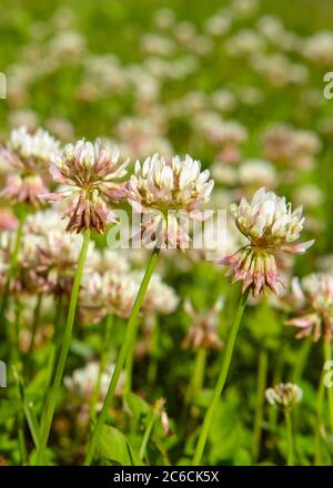 Bereich des blühenden weißen Kleeblatt, selektiver Fokus, ( Trifolium repens ) Stockfoto