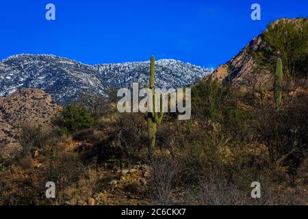 Ein Blick von der Sonora Wüste auf die schneebedeckten Santa Catalina Berge oben. In Der Nähe Von Tucson, Arizona. (Vor dem Feuer der Großmützel) Stockfoto