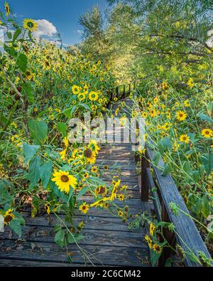 Sonnenblumen über wachsen eine Promenade während des Übergangs von Sommer zu Herbst. Arivaca Cienega, Süd-Arizona. Stockfoto