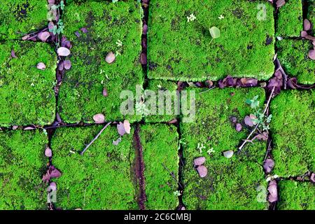 Moosstein in Sri Lanka Stockfoto