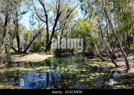 Lily Pads in Bitter Springs Thermalquellen, Elsey National Park, in der Nähe von Mataranka, Northern Territory, NT, Australien Stockfoto