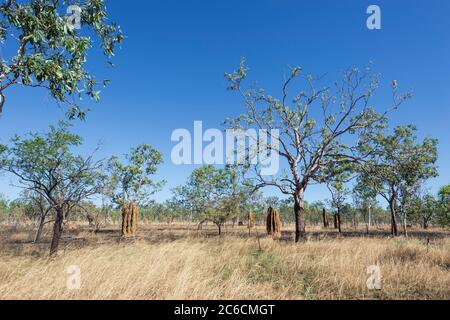 Blick auf die Savanne mit hohen Termitenhügeln, Kakadu National Park, Northern Territory, NT, Australien Stockfoto