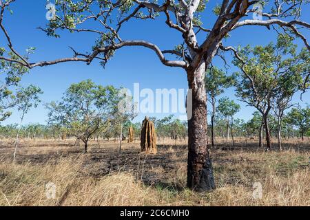 Hohe Termitenhügel in einer Savanne, die von einem Buschfeuer verbrannt wurde, Kakadu National Park, Northern Territory, NT, Australien Stockfoto