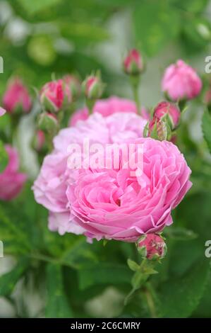 Strauch-Rose, Rosa Louise Odier, Strauchrose, Rosa Louise Odier Stockfoto
