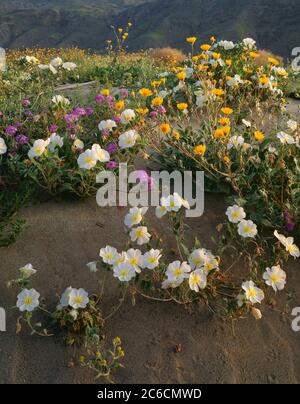 Anza Borrego State Park CA / MARCH Evening Primose und Sand Verbena auf einer Sanddüne mit Wildtierpfaden bedeckt. - V Stockfoto