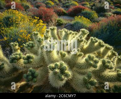 Anza Borrego State Park CA / MAR Brittlebush und Chuparosa in Blüte bieten eine farbenfrohe Kulisse für einen symmetrischen Teddybären Cholla im Glorieta Canyon Stockfoto