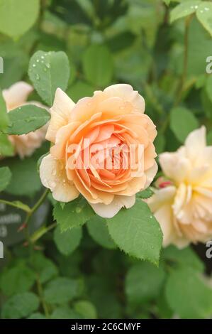 Englische Rose, Rosa GRACE, Englische Rose, Rosa GRACE Stockfoto